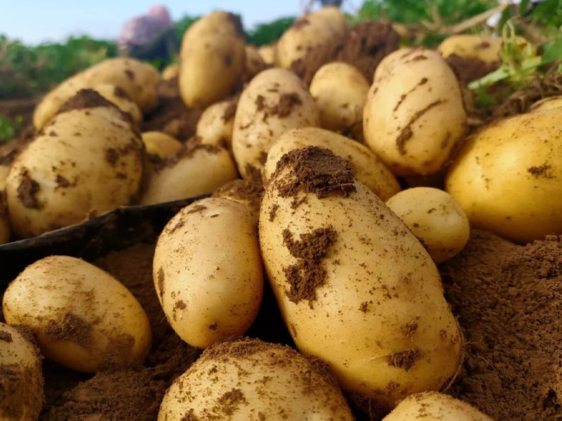 如何選購(gòu)好的水溶肥