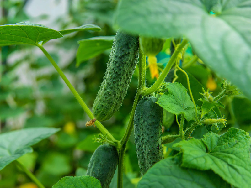 大量元素水溶肥的相關(guān)介紹